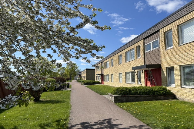 fagottgatan, blommande träd